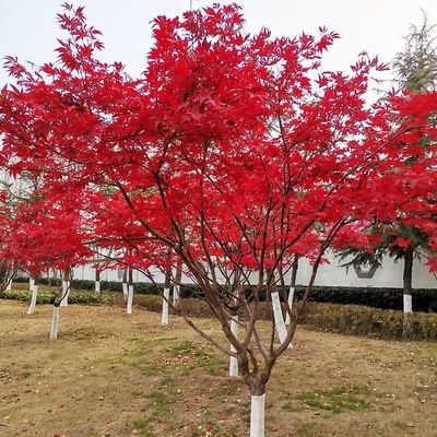 優(yōu)質(zhì)日本紅楓苗木產(chǎn)品詳情與價格解析