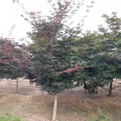 五棵松日本紅楓 優(yōu)質(zhì)苗木，價格合理，高清細(xì)節(jié)盡覽